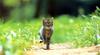 Kametaro's Cats Collection: Pure Cats Vol. 5 - Kitten - 047