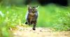 Kametaro's Cats Collection: Pure Cats Vol. 5 - Kitten - 048
