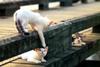 Kametaro's Cats Collection: Pure Cats Vol. 5 - Kitten - 052
