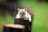 Kametaro's Cats Collection: Pure Cats Vol. 5 - Kitten - 053