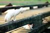 Kametaro's Cats Collection: Pure Cats Vol. 5 - Kitten - 054