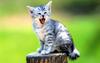 Kametaro's Cats Collection: Pure Cats Vol. 5 - Kitten - 055