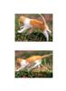 Kametaro's Cats Collection: Pure Cats Vol. 5 - Kitten - 057