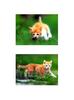Kametaro's Cats Collection: Pure Cats Vol. 5 - Kitten - 059