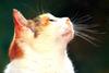 Kametaro's Cats Collection: Pure Cats Vol. 6 - Kitten - 062