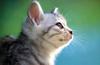 Kametaro's Cats Collection: Pure Cats Vol. 6 - Kitten - 063