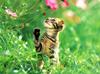 Kametaro's Cats Collection: Pure Cats Vol. 6 - Kitten - 064