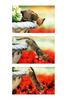 Kametaro's Cats Collection: Pure Cats Vol. 6 - Kitten - 066
