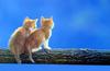 Kametaro's Cats Collection: Pure Cats Vol. 6 - Kitten - 067