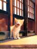 Kametaro's Cats Collection: Pure Cats Vol. 6 - Kitten - 068