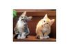 Kametaro's Cats Collection: Pure Cats Vol. 6 - Kitten - 070
