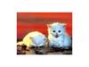 Kametaro's Cats Collection: Pure Cats Vol. 6 - Kitten - 071