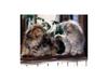 Kametaro's Cats Collection: Pure Cats Vol. 6 - Kitten - 072