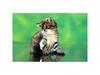 Kametaro's Cats Collection: Pure Cats Vol. 6 - Kitten - 075