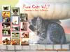 Kametaro's Cats Collection: Pure Cats Vol. 7 - Kitten - Index