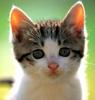 Kametaro's Cats Collection: Pure Cats Vol. 7 - Kitten - 077