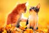 Kametaro's Cats Collection: Pure Cats Vol. 7 - Kitten - 078