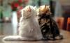 Kametaro's Cats Collection: Pure Cats Vol. 7 - Kitten - 080