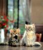 Kametaro's Cats Collection: Pure Cats Vol. 7 - Kitten - 081