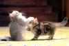 Kametaro's Cats Collection: Pure Cats Vol. 7 - Kitten - 082