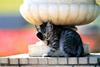 Kametaro's Cats Collection: Pure Cats Vol. 7 - Kitten - 083