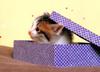 Kametaro's Cats Collection: Pure Cats Vol. 8 - Kitten - 091