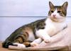 Kametaro's Cats Collection: Pure Cats Vol. 8 - Kitten - 092