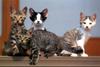 Kametaro's Cats Collection: Pure Cats Vol. 8 - Kitten - 103
