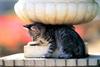 Kametaro's Cats Collection: Pure Cats Vol. 8 - Kitten - 104