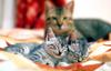 Kametaro's Cats Collection: Pure Cats Vol. 9 - Kitten - 108