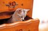 Kametaro's Cats Collection: Pure Cats Vol. 9 - Kitten - 111