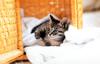 Kametaro's Cats Collection: Pure Cats Vol. 9 - Kitten - 112