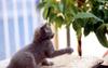 Kametaro's Cats Collection: Pure Cats Vol. 9 - Kitten - 116