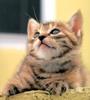 Kametaro's Cats Collection: Pure Cats Vol. 10 - Kitten - 126