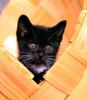 Kametaro's Cats Collection: Pure Cats Vol. 11~12 - Kitten - 135