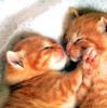 Kametaro's Cats Collection: Pure Cats Vol. 11~12 - Kitten - 136
