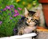 Kametaro's Cats Collection: Pure Cats Vol. 11~12 - Kitten - 139