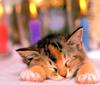 Kametaro's Cats Collection: Pure Cats Vol. 11~12 - Kitten - 141