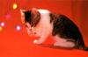 Kametaro's Cats Collection: Pure Cats Vol. 11~12 - Kitten - 142