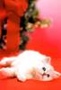 Kametaro's Cats Collection: Pure Cats Vol. 11~12 - Kitten - 143