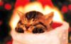 Kametaro's Cats Collection: Pure Cats Vol. 11~12 - Kitten - 144