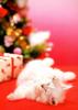 Kametaro's Cats Collection: Pure Cats Vol. 11~12 - Kitten - 145