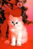 Kametaro's Cats Collection: Pure Cats Vol. 11~12 - Kitten - 148
