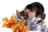Kametaro's Cats Collection: Pure Cats Vol. 11~12 - Kitten - 149
