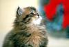 Kametaro's Cats Collection: Pure Cats Vol. 11~12 - Kitten - 150