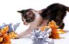 Kametaro's Cats Collection: Pure Cats Vol. 11~12 - Kitten - 153