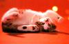 Kametaro's Cats Collection: Pure Cats Vol. 11~12 - Kitten - 154