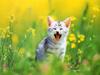 Kametaro's Cats Collection: Pure Cats Vol. 13 - Kitten - 155
