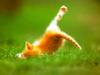 Kametaro's Cats Collection: Pure Cats Vol. 13 - Kitten - 156