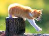 Kametaro's Cats Collection: Pure Cats Vol. 13 - Kitten - 157